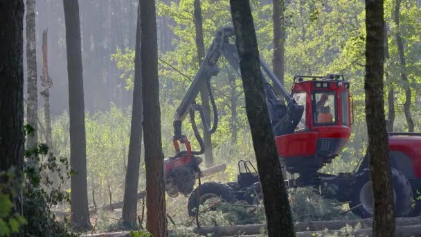 Cortadora Forestal Cosechadora Madera Tala Forestal Con Equipo Especial — Vídeo de stock