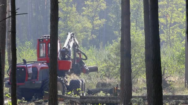 Cortadora Forestal Cosechadora Madera Tala Forestal Con Equipo Especial — Vídeos de Stock