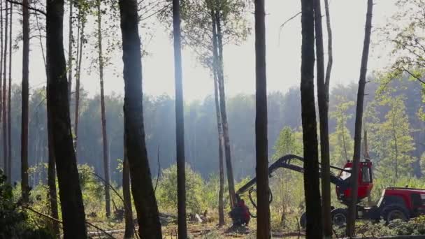 Taglio Forestale Mietitrebbia Taglio Forestale Con Attrezzature Speciali — Video Stock