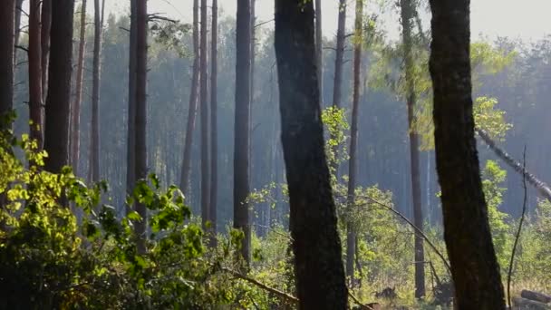 Forest Cutting Timber Harvester Forest Cutting Special Equipment — Stock Video