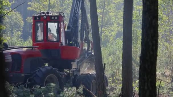 Cortadora Forestal Cosechadora Madera Tala Forestal Con Equipo Especial — Vídeos de Stock