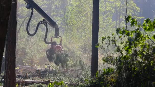 Werking Van Machine Voor Het Snijden Van Hout Het Oogsten — Stockvideo