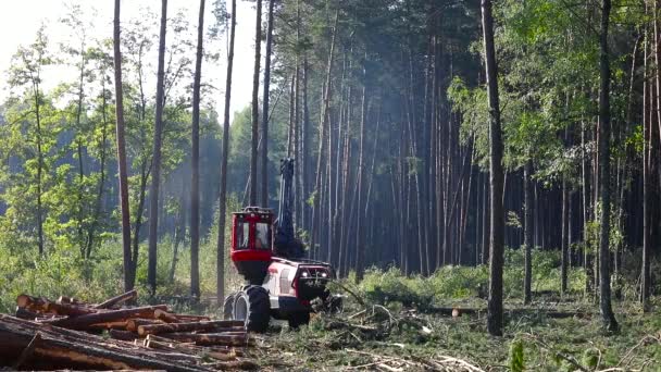 Erdővágás Fakitermelés Erdővágás Speciális Berendezéssel — Stock videók