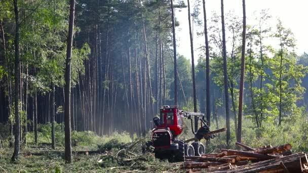 木材の切断 生産のための木材の収穫のための機械の操作 — ストック動画