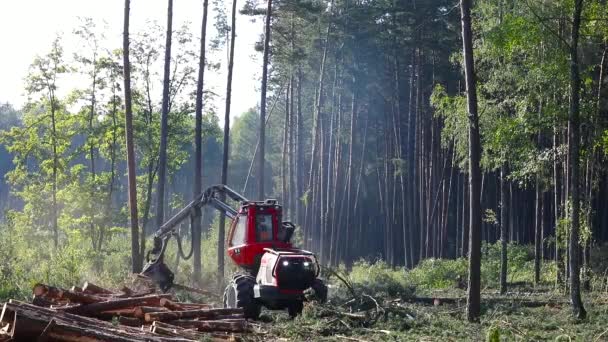 Operation Machine Cutting Wood Harvesting Lumber Production — Stock Video