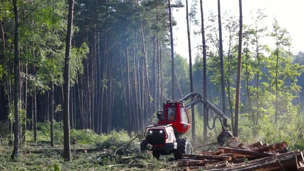 Operation Machine Cutting Wood Harvesting Lumber Production — Stock Video