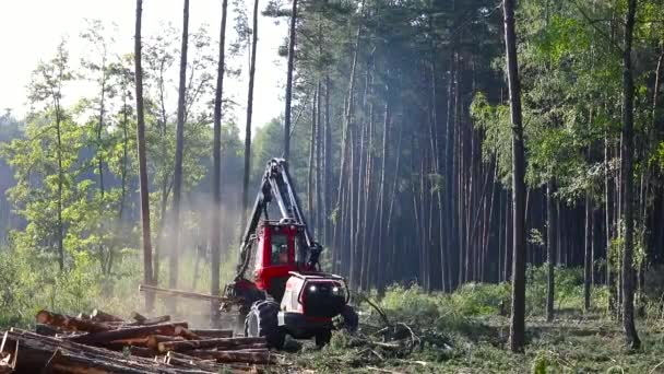 Operation Machine Cutting Wood Harvesting Lumber Production — Stock Video