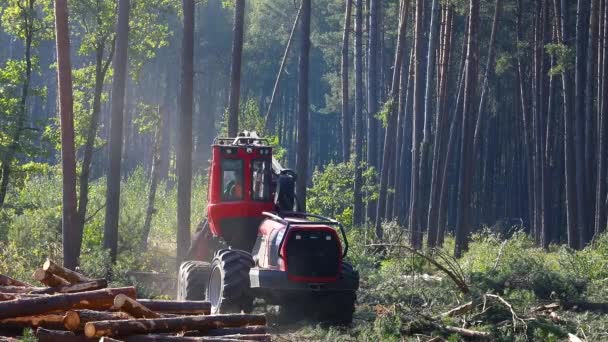 锯木机的操作 为生产而采伐木材 — 图库视频影像