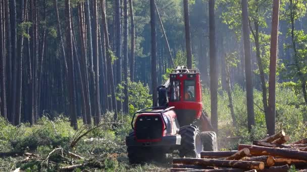 木材の切断 生産のための木材の収穫のための機械の操作 — ストック動画