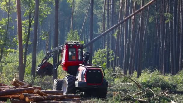 Eksploatacja Maszyny Cięcia Drewna Pozyskiwania Drewna Produkcji — Wideo stockowe