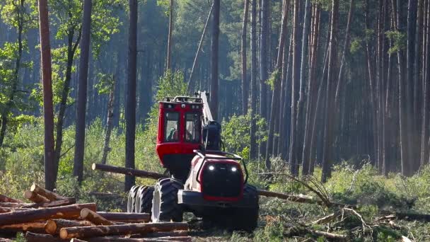 Zbieranie Drewna Produkcji Eksploatacja Maszyny Cięcia Drewna — Wideo stockowe