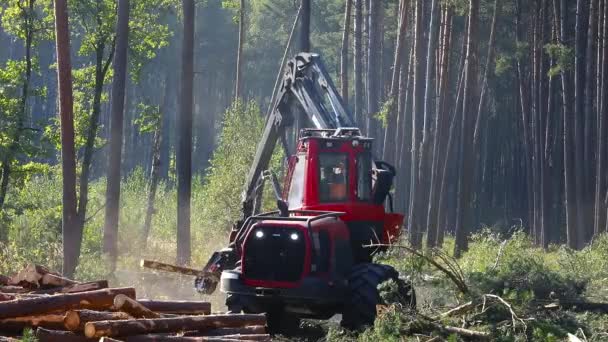 Cosecha Madera Para Producción Funcionamiento Máquina Para Cortar Madera — Vídeo de stock