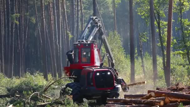 采伐木材用于生产 锯木机的操作 — 图库视频影像