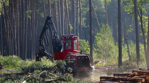 Raccolta Legname Produzione Funzionamento Della Macchina Taglio Del Legno — Video Stock