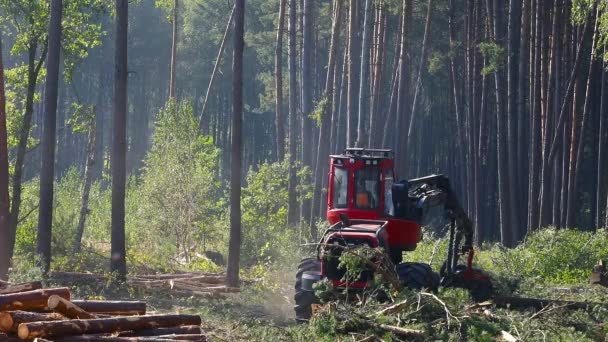 生産のための木材の収穫 木材を切断するための機械の操作 — ストック動画
