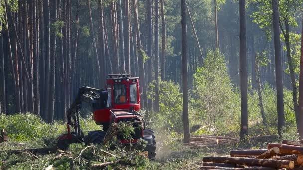 Harvesting Lumber Production Operation Machine Cutting Wood — Stock Video