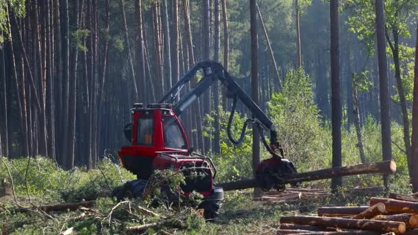 采伐木材用于生产 锯木机的操作 — 图库视频影像