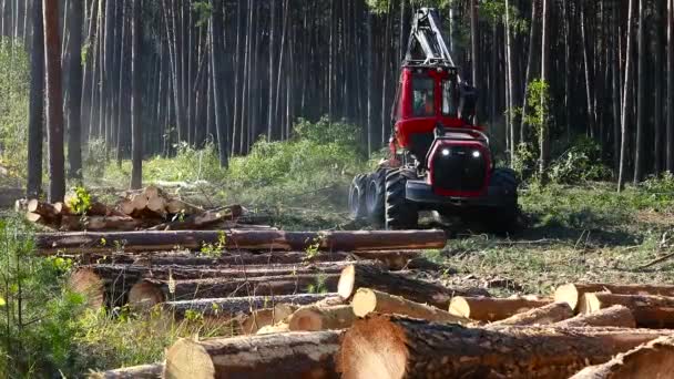 Forest Cutting Timber Harvester Forest Cutting Special Equipment — Stock Video