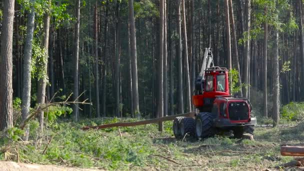 Corte Florestal Colheitadeira Madeira Corte Florestal Com Equipamento Especial — Vídeo de Stock