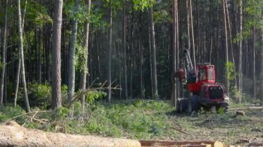 Orman kesme, kereste biçme, özel ekipmanla orman kesme.