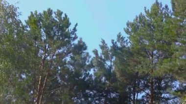 Orman kesme, kereste biçme, özel ekipmanla orman kesme, oduncu çam ağacını devirir.
