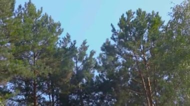 Orman kesme, kereste biçme, özel ekipmanla orman kesme, oduncu çam ağacını devirir.
