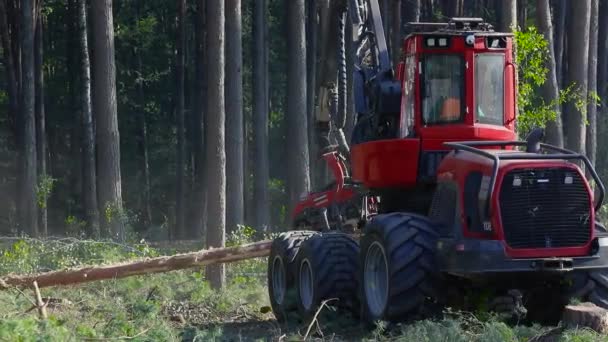 Forest Cutting Timber Harvester Forest Cutting Special Equipment — Stock Video