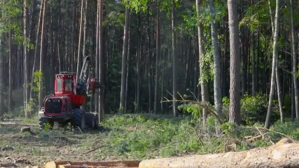 Taglio Forestale Mietitrebbia Taglio Forestale Con Attrezzature Speciali — Video Stock