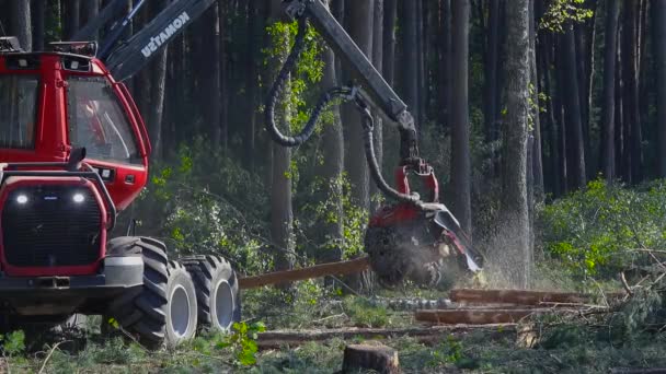 Taglio Forestale Mietitrebbia Taglio Forestale Con Attrezzature Speciali — Video Stock