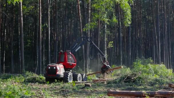 Corte Florestal Colheitadeira Madeira Corte Florestal Com Equipamento Especial — Vídeo de Stock