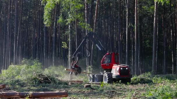 Holzeinschlag Holzerntemaschine Holzeinschlag Mit Spezialausrüstung — Stockvideo