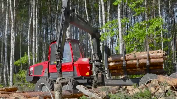 Timber Loading Timber Processing Timber Loading Claw — Stock Video