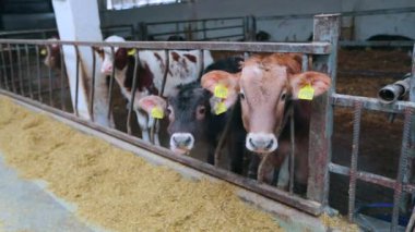 Ahırda bir sürü inek var. Bir sürü Brunschwitz ineği ahırda. İnekler ahırda saman yerler. Braunschwitz inekleriyle dolu büyük, modern bir ahır..