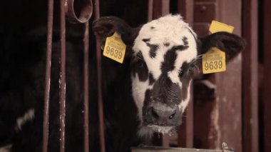 Şirin, küçük bir inek. Braunschwitz dana eti. Yavru inek, yaklaş..