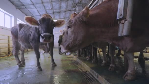 牛の自動搾乳 酪農場で牛を搾乳するプロセス 農場での牛の自動搾乳 — ストック動画