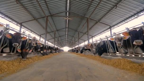 Lots Cows Barn Lots Brunschwitz Cows Cowshed Cows Eat Hay — Stock Video