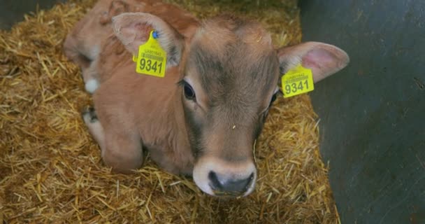Милые Телята Молочной Ферме Маленькие Коровы Стоят Стойле Разведение Телят — стоковое видео