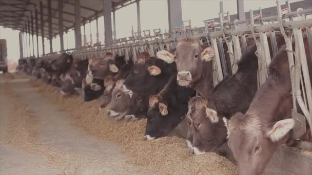 Cows Eat Hay Barn Cow Eating Hay Close Lots Cows — Stock Video