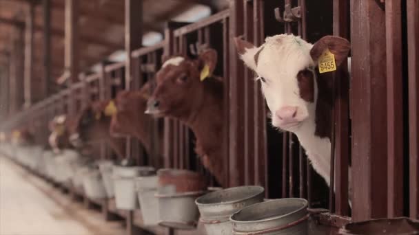 Leuke Kalfjes Een Melkveebedrijf Kleine Koeien Staan Een Stal Kalveren — Stockvideo