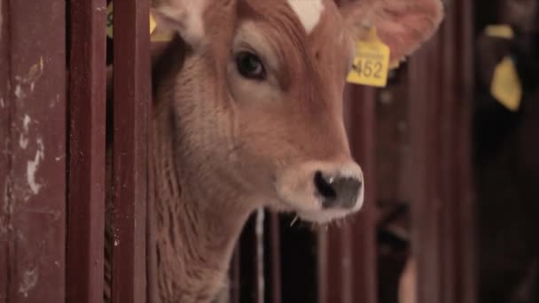 Bonita Vaca Cerca Ternero Vaca Braunschwitz Vaca Bebé Cerca — Vídeo de stock