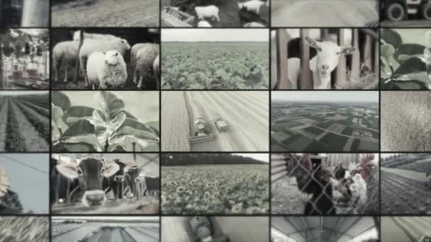 Videomuur Voor Landbouw Multiscreen Voor Landbouwvideo Collage Van Videoclips Platteland — Stockvideo
