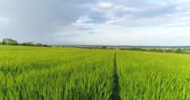 Létá Nad Zeleným Polem Pšenicí Pohled Shora Pole Zelené Pšenice — Stock video