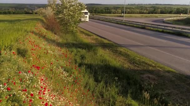 Rote Mohnblumen Der Nähe Der Autobahn Hintergrund Fährt Ein Lastwagen — Stockvideo