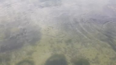 Suda bir balık sürüsü. Nehir suyundaki balık sürüsü. Birçok balık gölde sessizce durur..