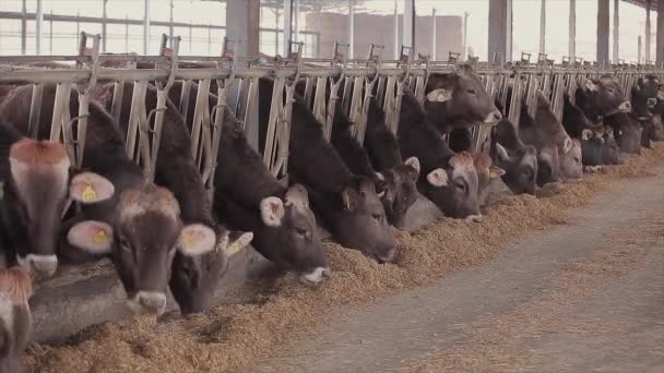 Massor Kor Ladan Massor Brunschwitz Kor Ladugården Kor Äter Ladan — Stockvideo