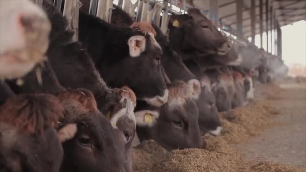 Koeien Eten Hooi Schuur Koeien Eten Hooi Van Dichtbij Veel — Stockvideo