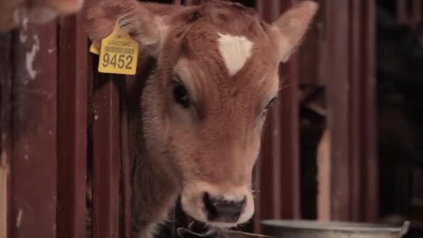 可爱的小母牛靠拢了 Braunschwitz牛犊 奶牛宝宝近身 — 图库视频影像
