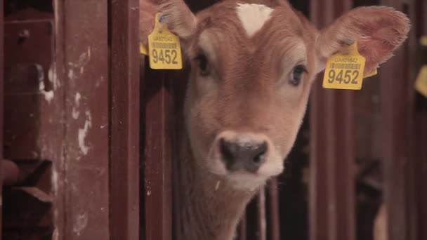 Cute Little Cow Close Braunschwitz Cow Calf Baby Cow Close — Stock Video