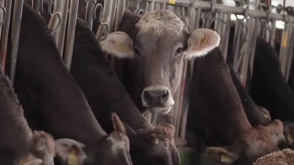 Banyak Sapi Gudang Banyak Sapi Brunschwitz Cowshed Sapi Makan Jerami — Stok Video