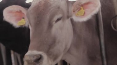 Şirin, küçük bir inek. Braunschwitz dana eti. Yavru inek, yaklaş..